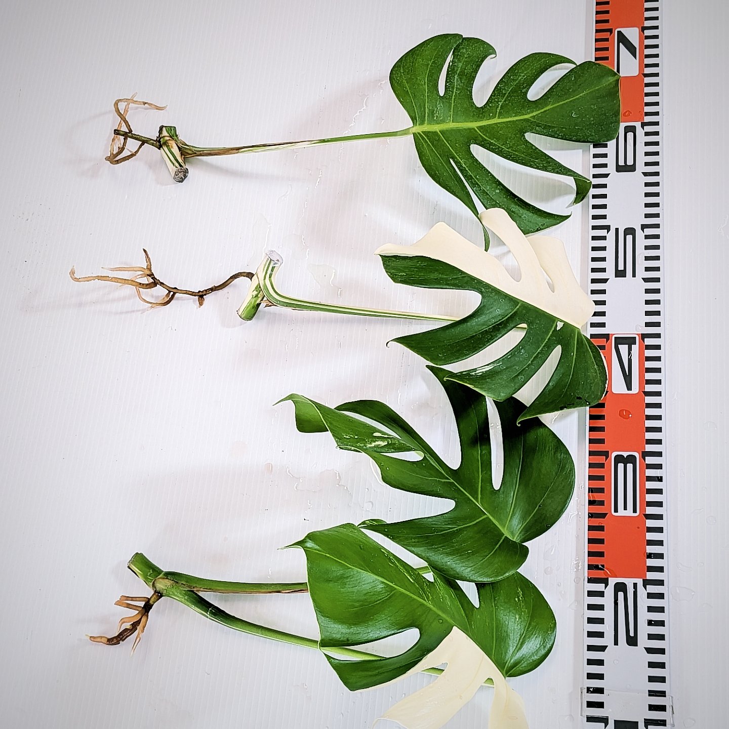 楽天市場】ホワイトタイガー モンステラの通販