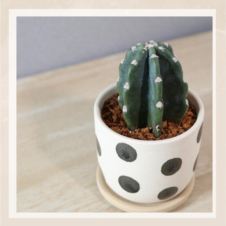 楽天市場】観葉植物【柱サボテン】鉢が選べる／陶器鉢＆皿付き／水玉