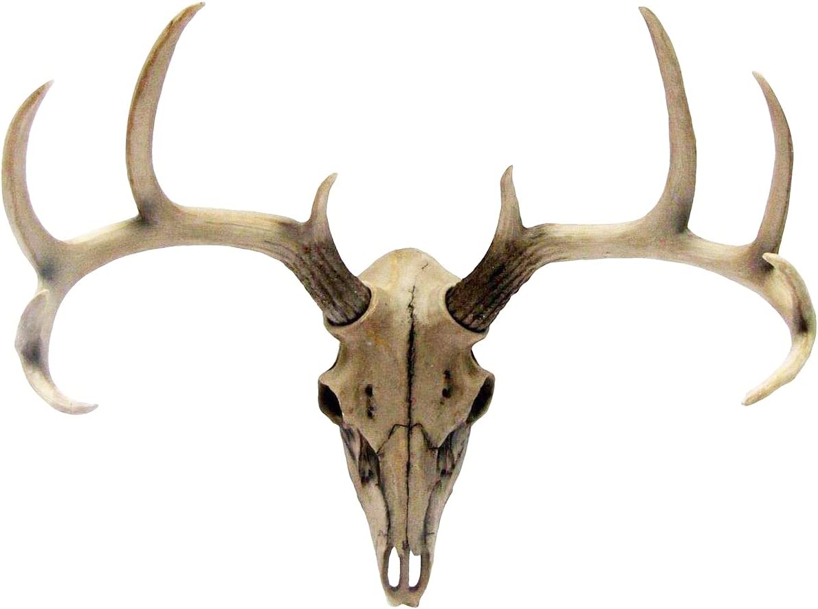 楽天市場】牡鹿スカル 雄鹿ハンティングトロフィー (トナカイ