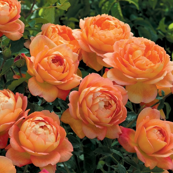 楽天市場】バラ苗 【レディオブシャーロット】 (大苗) シュラブ 半つる