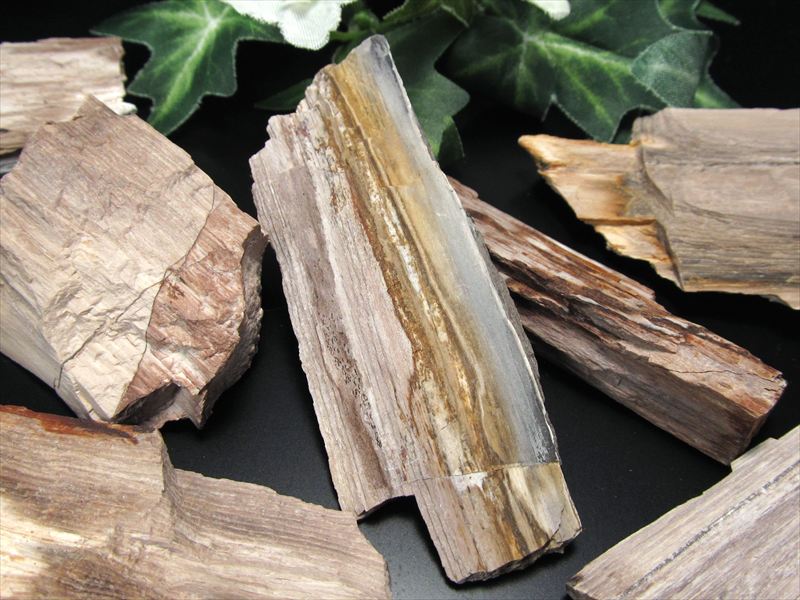 楽天市場】リアル木の化石！【珪化木 原石】重さ10g-20g シリカ化した