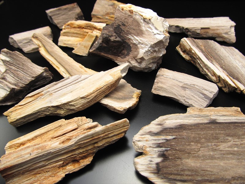 楽天市場】リアル木の化石！【珪化木 原石】重さ10g-20g シリカ化した