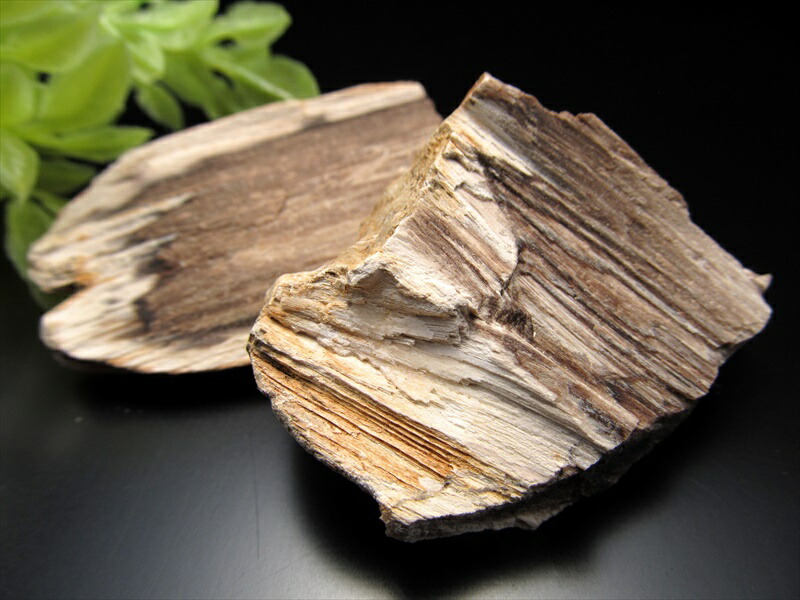 楽天市場】リアル木の化石！【珪化木 原石】重さ20g-30g シリカ化した