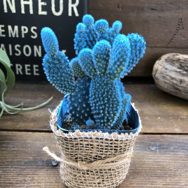 楽天市場】【 水色バニーカクタス 】☆ ｜ウチワサボテン 白桃扇