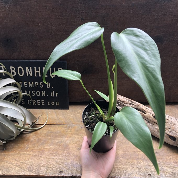 楽天市場】モンステラ 『バールマルクスフレーム』 希少品種 切れ込み