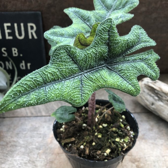楽天市場】ジャックリン アロカシア ジャクリン 観葉植物 希少 珍しい