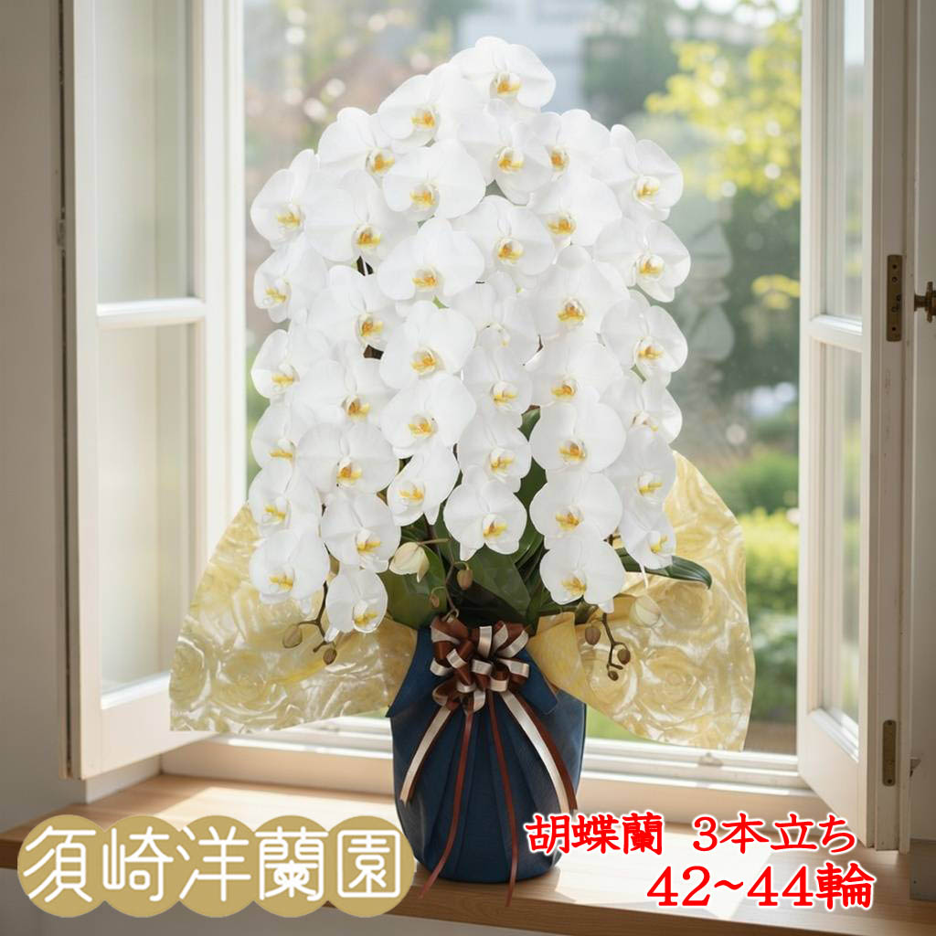 生花 3本立ち 胡蝶蘭」の人気商品一覧 | 安い商品を通販サイトから探す