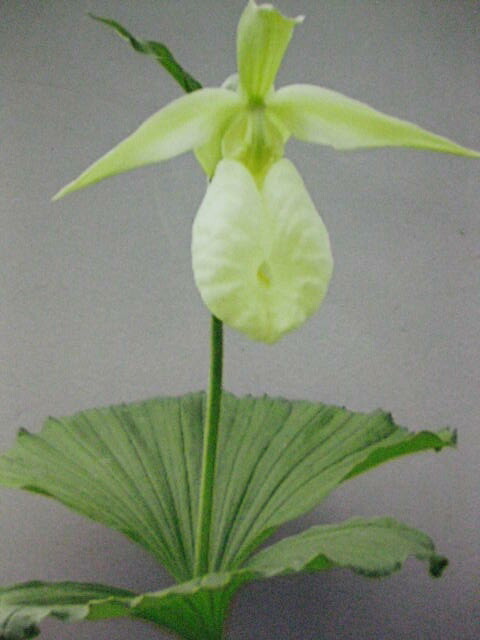 楽天市場】【送料無料】素心 日本クマガイソウ （1芽入り） : 片岡笑