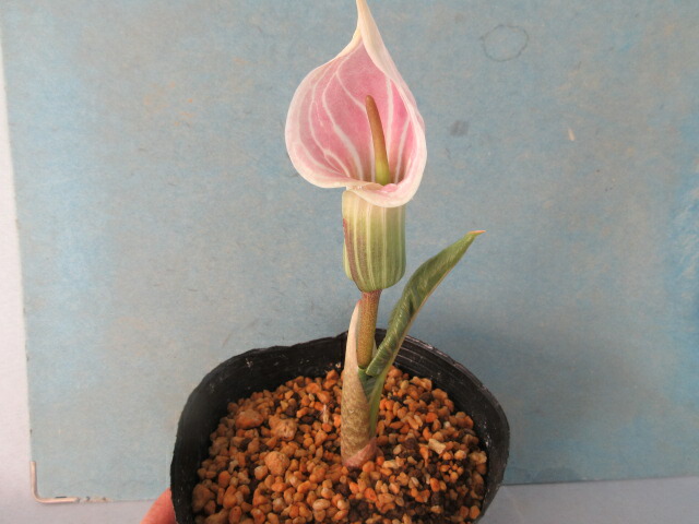 楽天市場】【送料無料】夏の山野草 桃色テンナンショウ キャンディディ