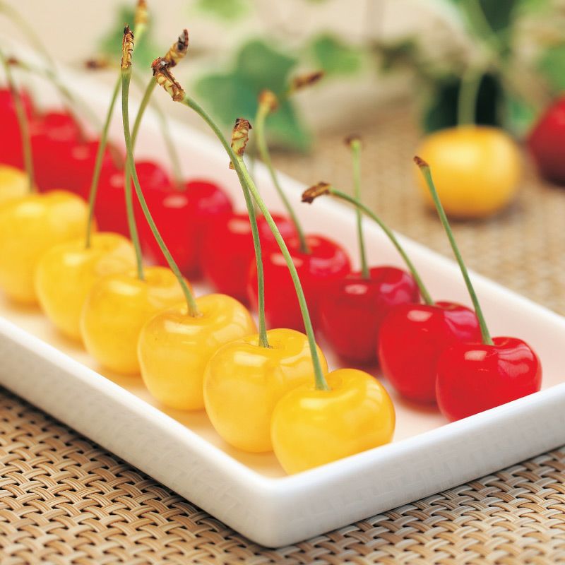 楽天市場】さくらんぼ 月山錦 2L ＆ 佐藤錦 秀選 L 各500gセット