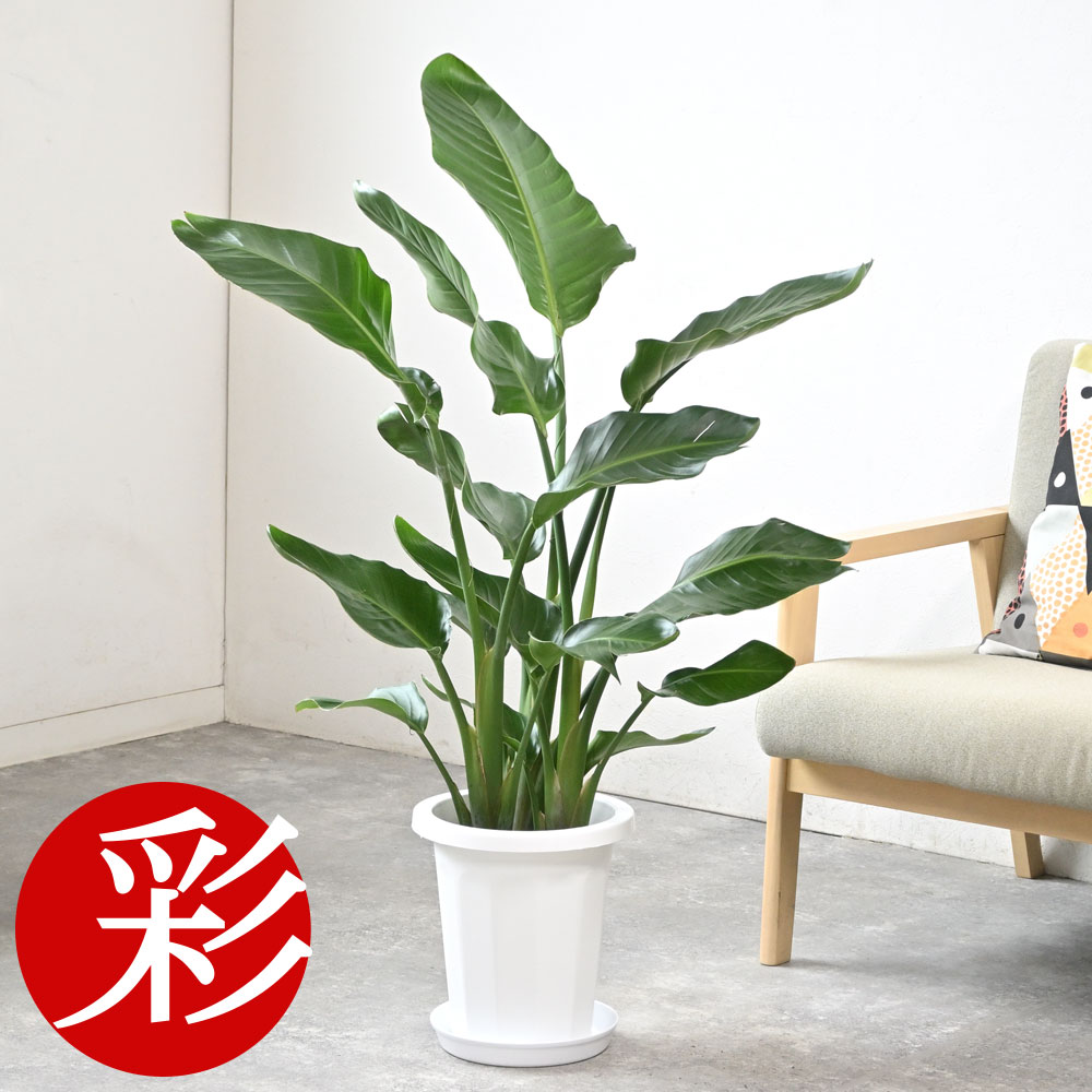 楽天市場】【土日限定ポイント2倍】観葉植物 ストレリチア・オーガスタ