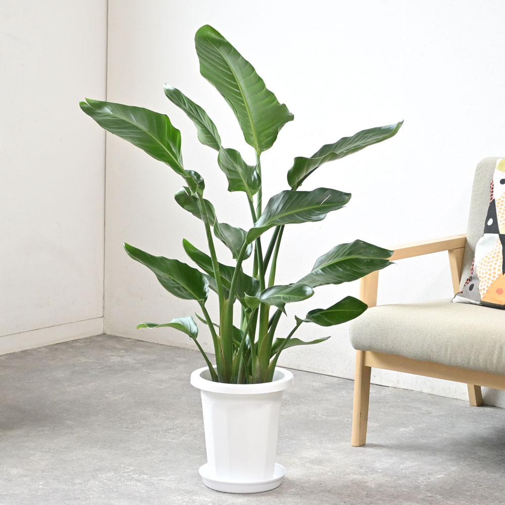 楽天市場】【土日限定ポイント2倍】観葉植物 ストレリチア・オーガスタ