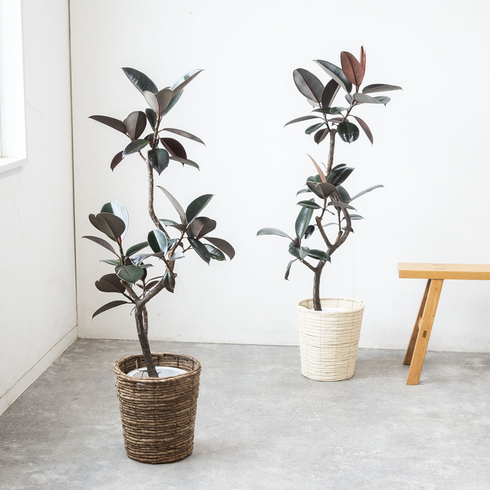 楽天市場】観葉植物 フィカス・バーガンディ 7号鉢 大型 曲がり樹形