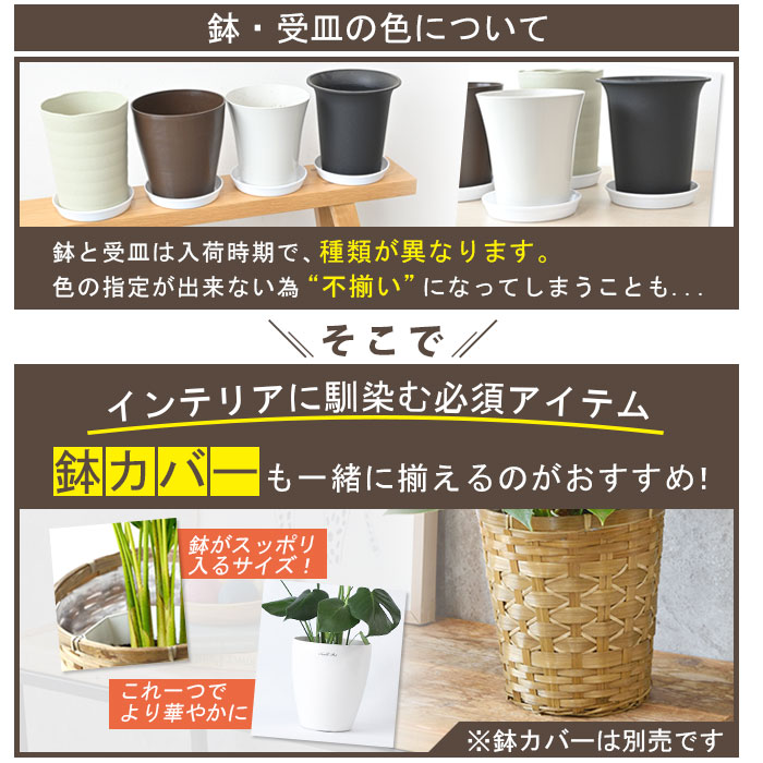 楽天市場】もみの木 鉢植え 120cm〜 10号鉢 本物 志向の クリスマス