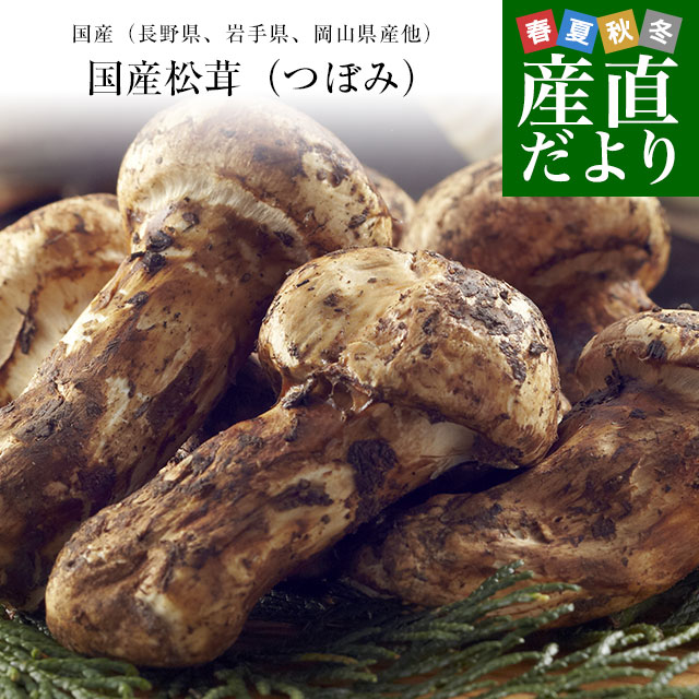 楽天市場】国産松茸（つぼみ）400g前後（4本から8本前後） 送料無料
