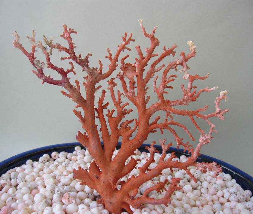 珊瑚 原木 置物 赤珊瑚 日本 高知産血赤珊瑚 原木 拝見 置物 素材 枝