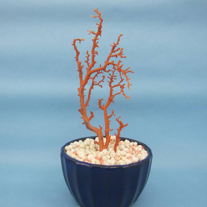 楽天市場】 原木拝見 : 珊瑚職人館ー土佐