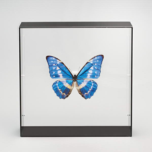 楽天市場】世界の珍しい本物の昆虫標本コレクション 第2弾 「キプリス