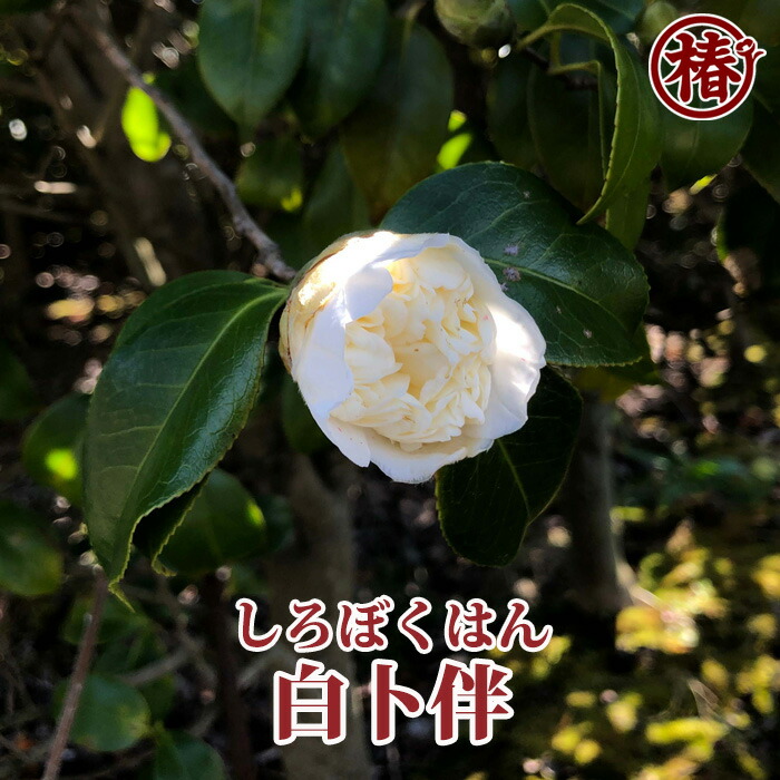 レディ パーメラ(希少白唐ツバキ) 楽天市場】白卜伴・しろぼくはん15cm