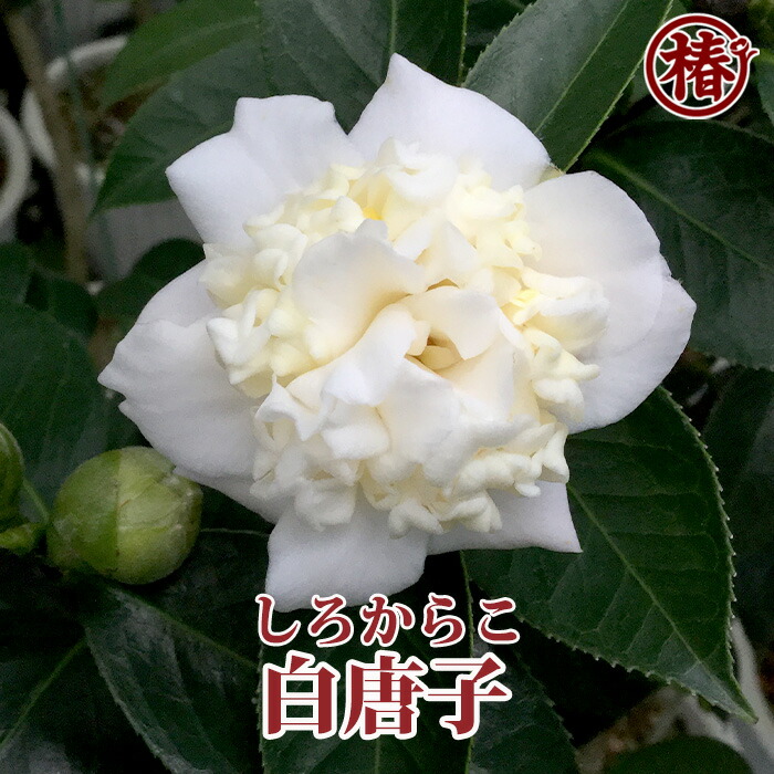 レディ パーメラ(希少白唐ツバキ) 楽天市場】白卜伴・しろぼくはん15cm