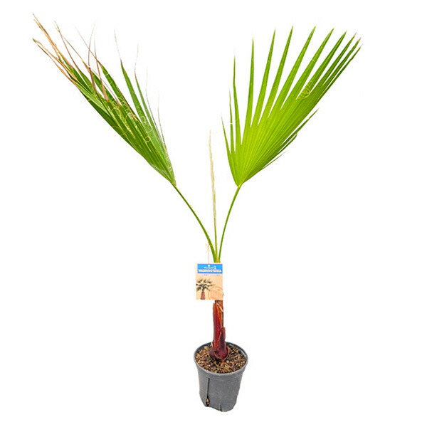 ワシントンヤシ」の人気商品一覧 | 安い商品を通販サイトから探す