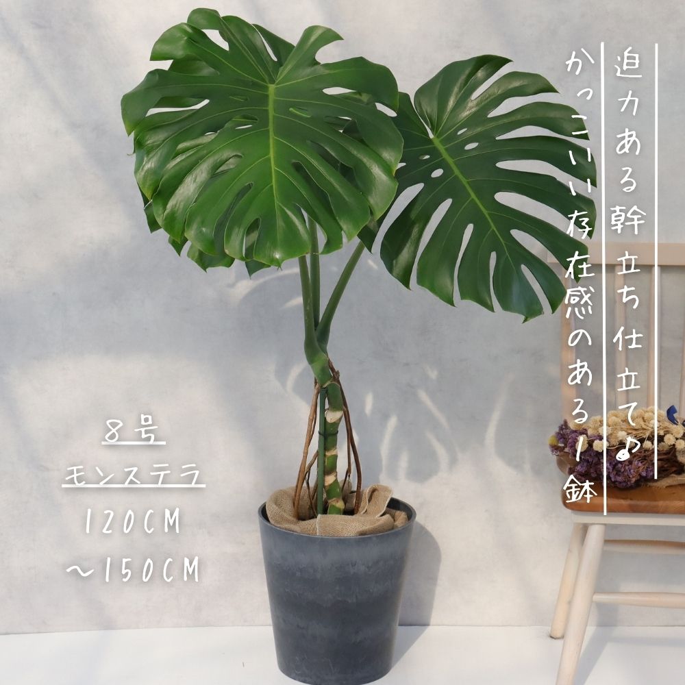 楽天市場】モンステラ 8号 幹立ち モンステラ 観葉植物 モンステラ