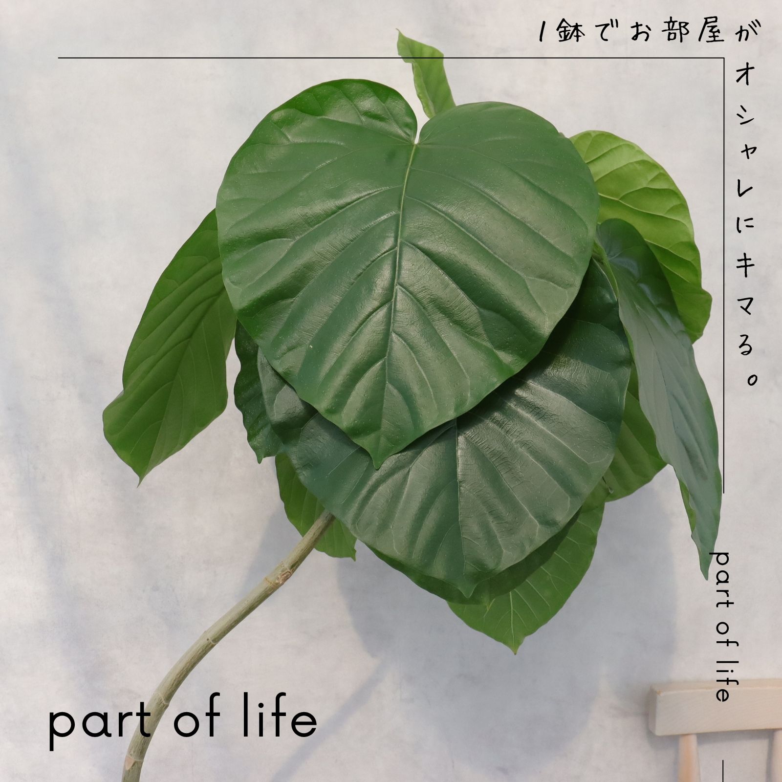 楽天市場】フィカス ウンベラータ 曲がり S字 仕立て ゴムの木 お祝い