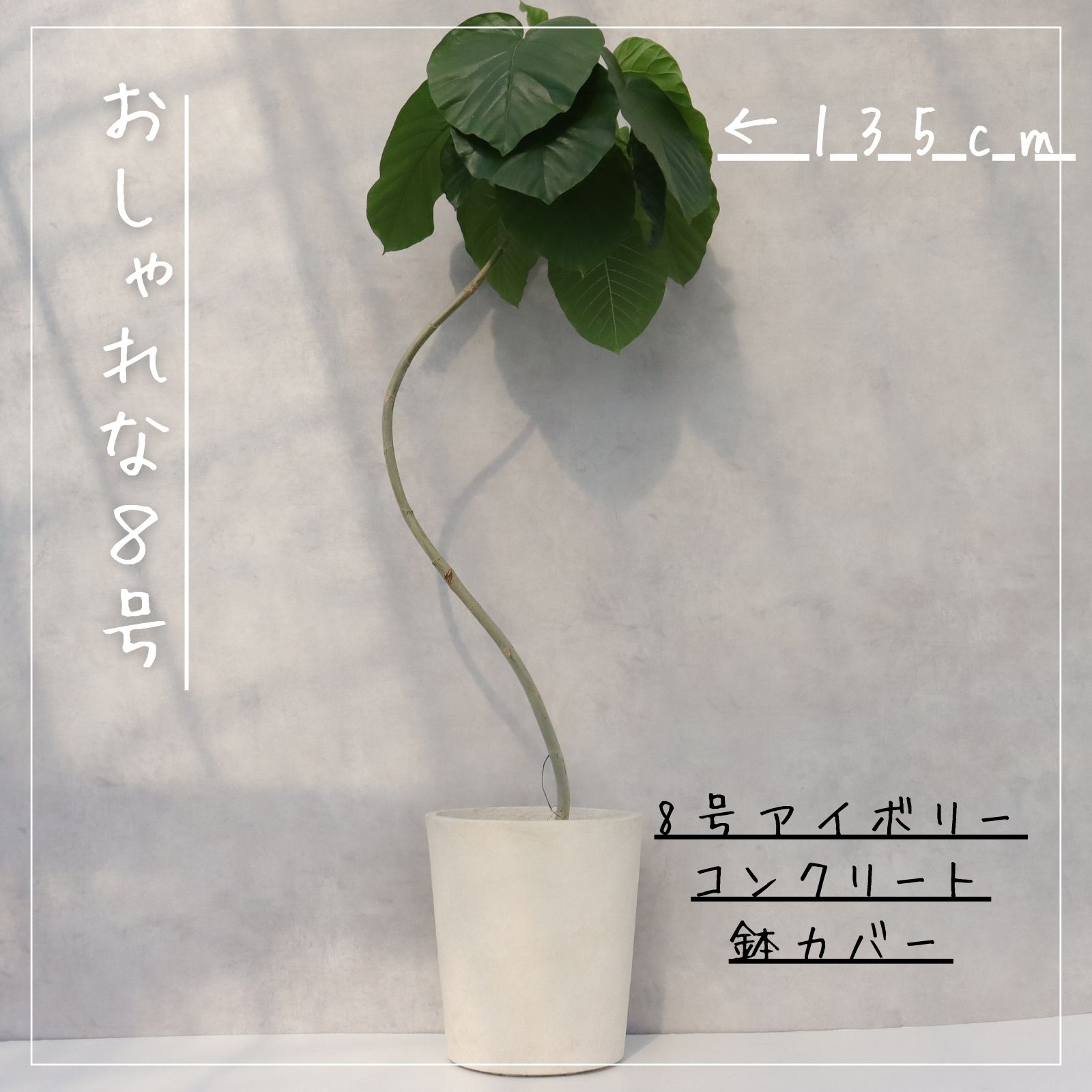 楽天市場】フィカス ウンベラータ 曲がり S字 仕立て ゴムの木 お祝い