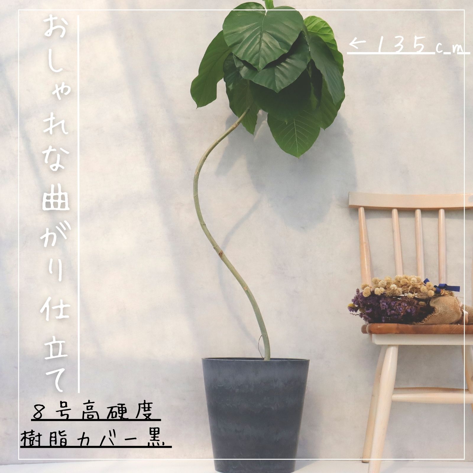 楽天市場】フィカス ウンベラータ 曲がり S字 仕立て ゴムの木 お祝い