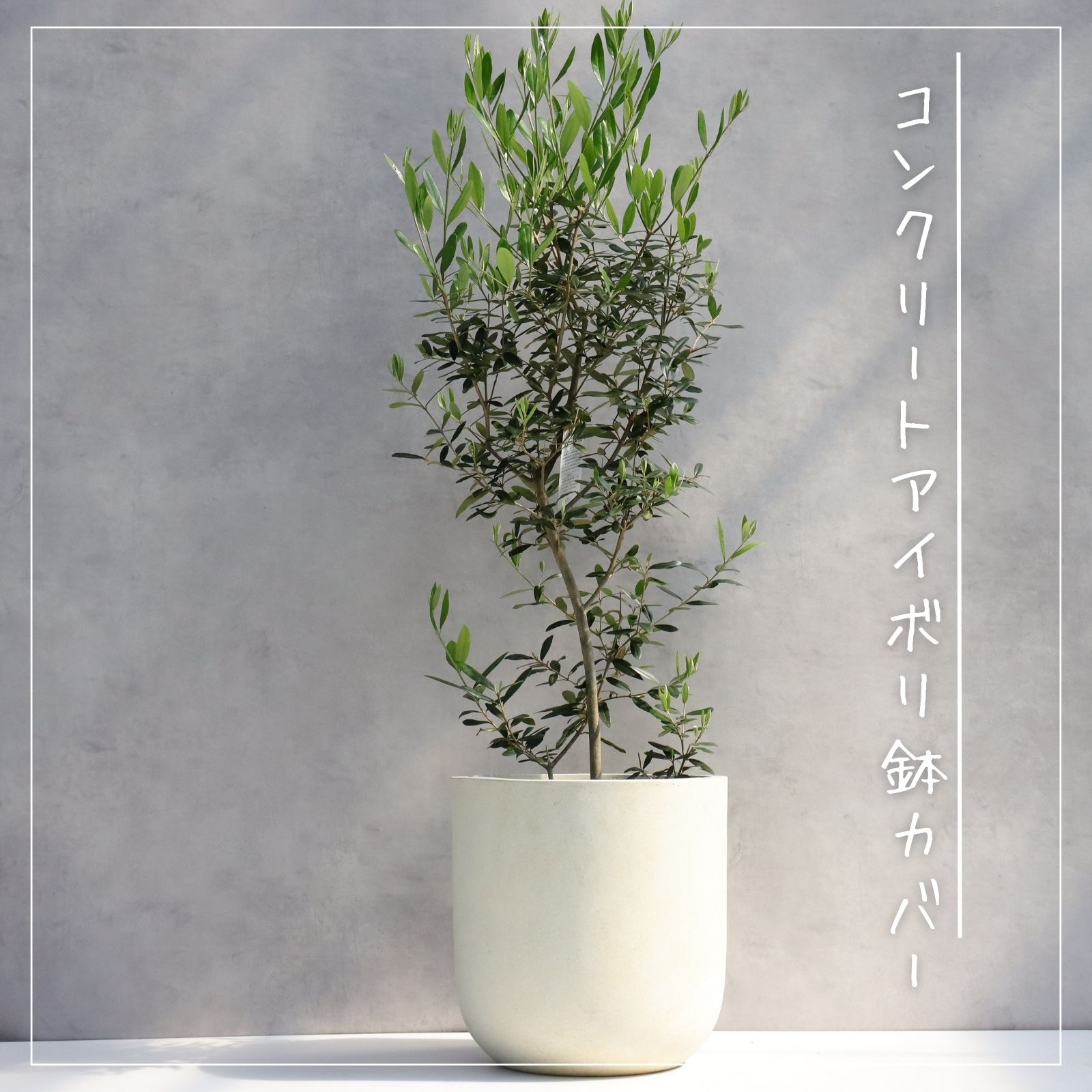 楽天市場】オリーブの木 観葉植物 オリーブ 鉢植え 8号 寒さ暑さに強い