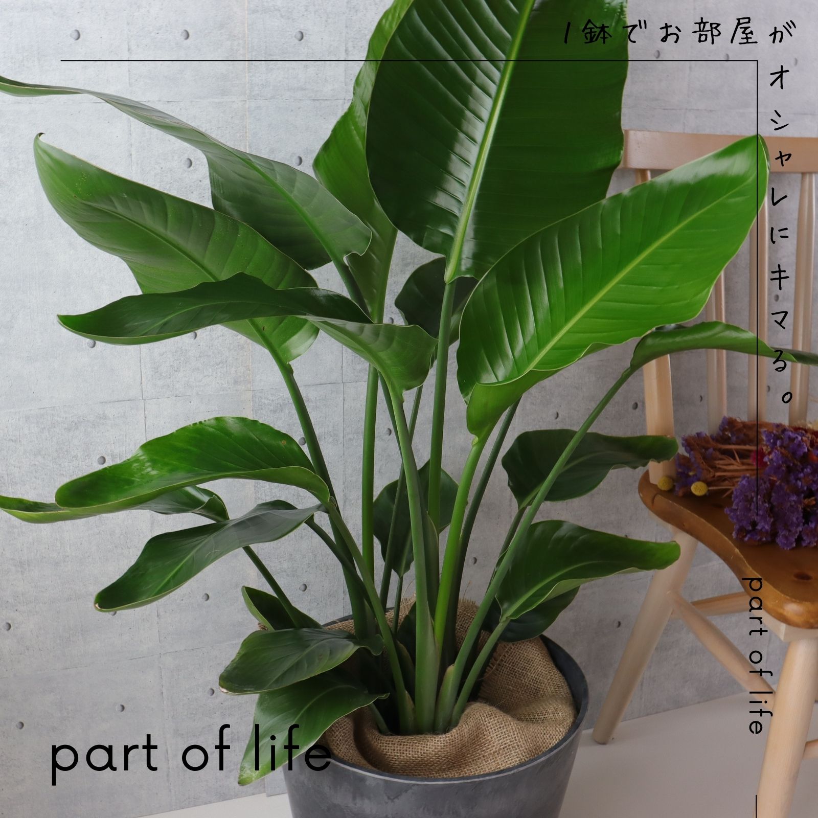 楽天市場】オーガスタ 観葉植物 ストレリチア オーガスタ 8号 7号