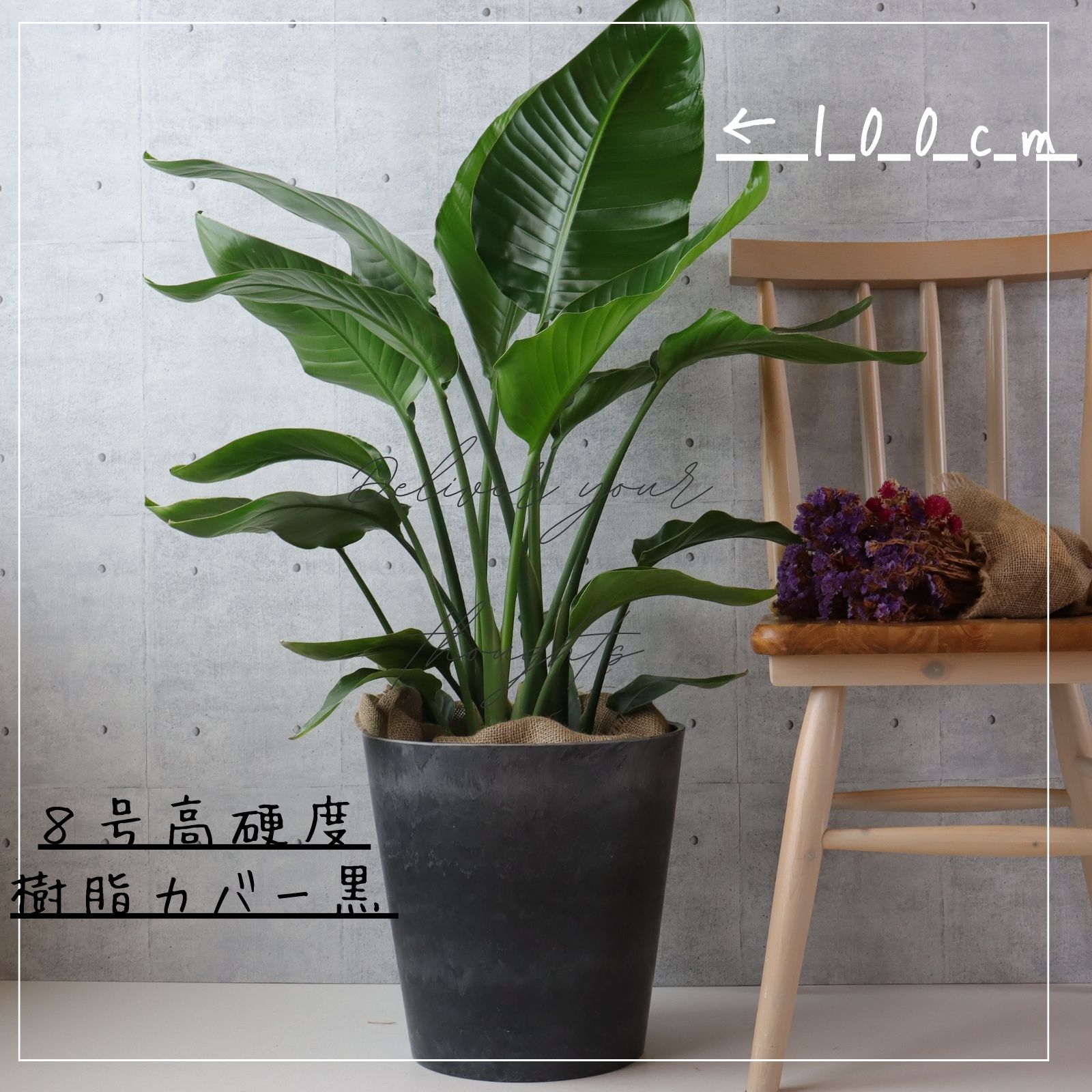 楽天市場】オーガスタ 観葉植物 ストレリチア オーガスタ 8号 7号