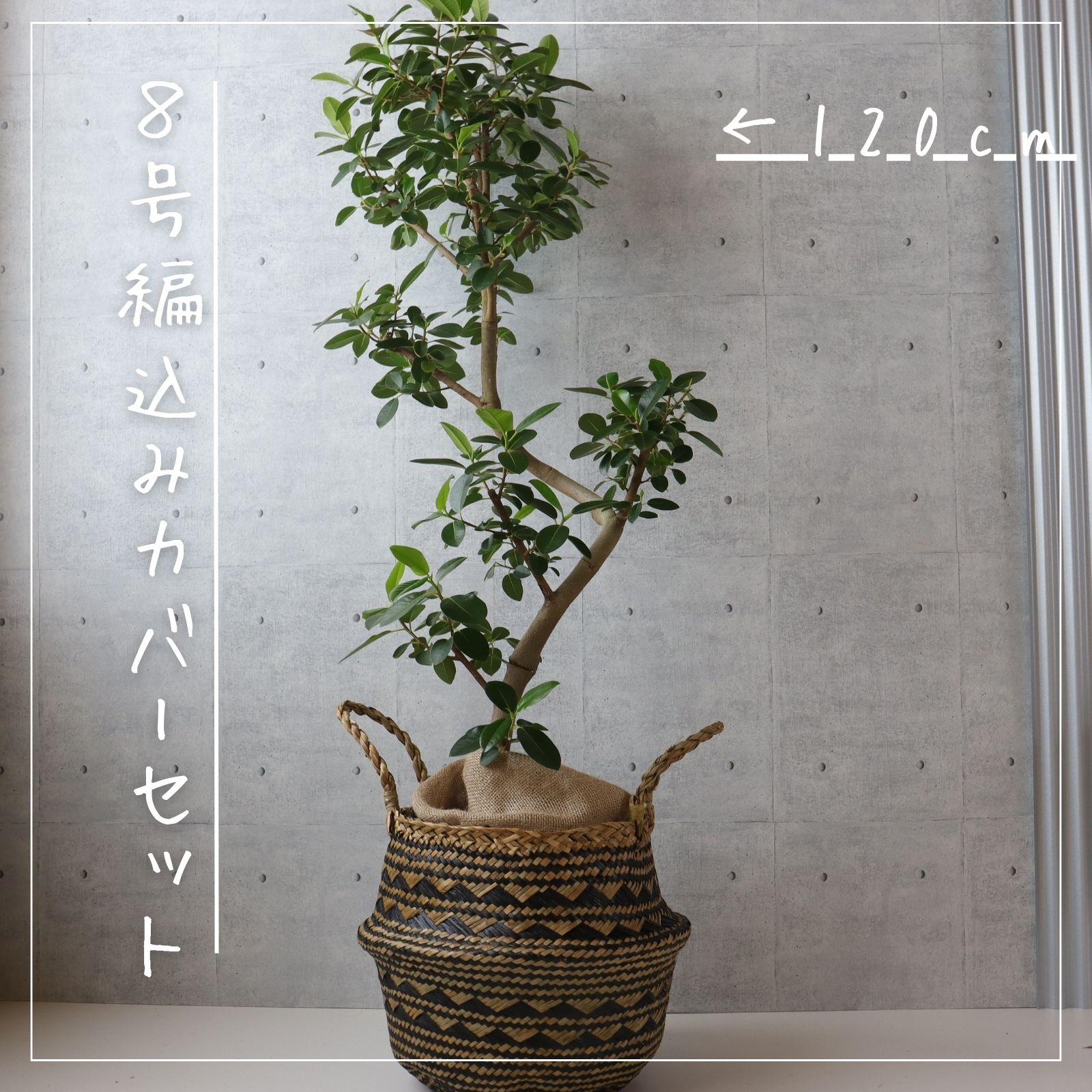 楽天市場】フランスゴム の木 フィカス ルビギノーサ フランスゴム