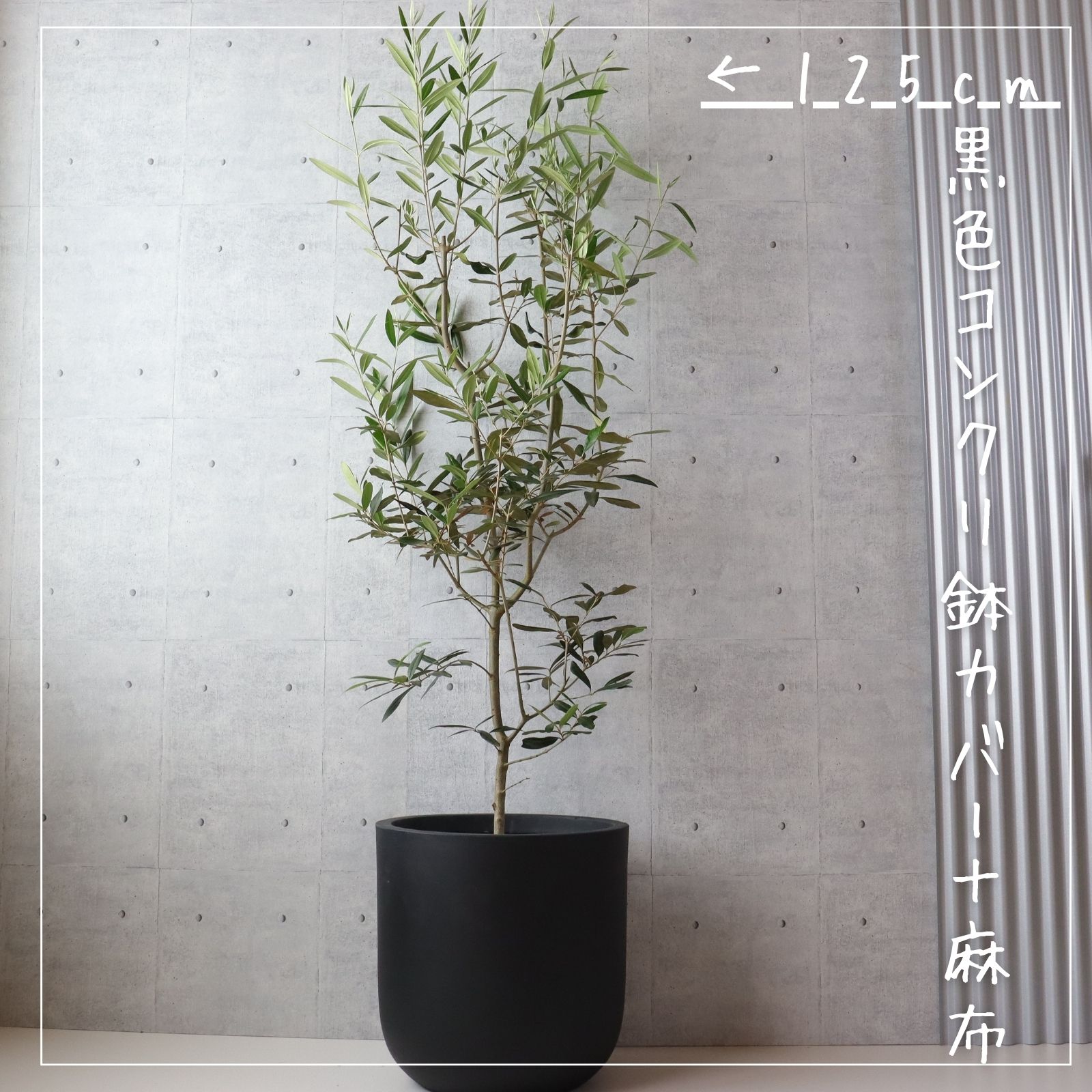 楽天市場】オリーブの木 観葉植物 オリーブ 鉢植え 8号 寒さ暑さに強い