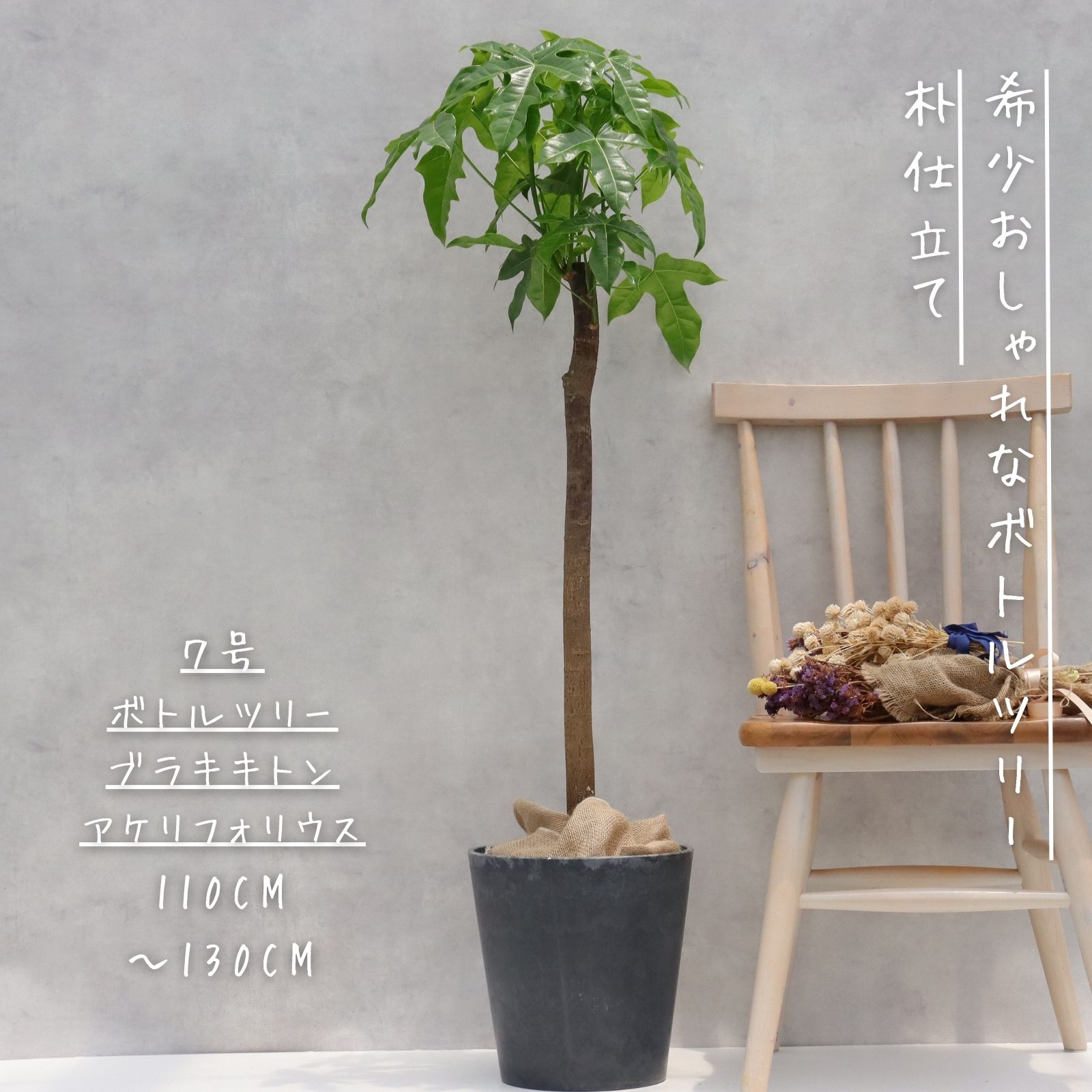 楽天市場】ボトルツリー アケリフォリウス ブラキキトン 朴もの 朴