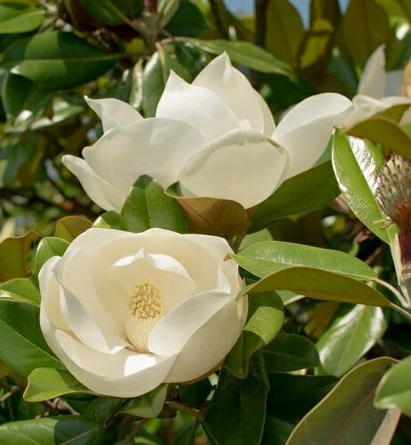 楽天市場】タイサンボク リトルジェム 3.5号ポット 挿し木苗 : エス