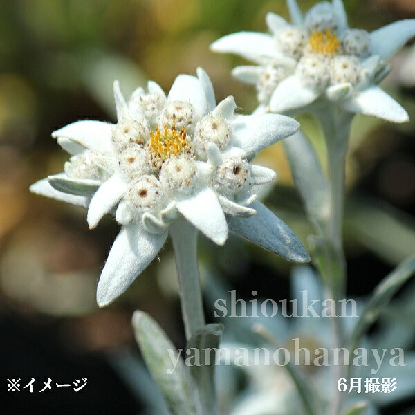 楽天市場】エーデルワイス 9cmポット苗 耐寒性多年草/新商品/※2/27