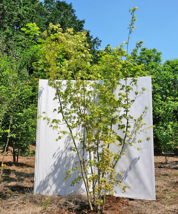 楽天市場】【不在置きOK限定販売価格】イロハモミジ 本株立 2.4m程度