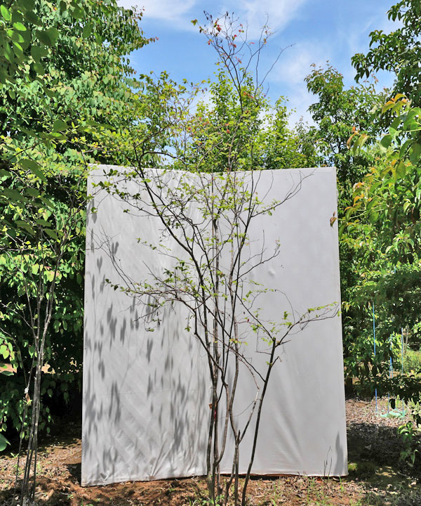 ナツハゼ 山採り ④ 楽天市場】【現品】山採り【ナツハゼ】夏櫨 株立ち