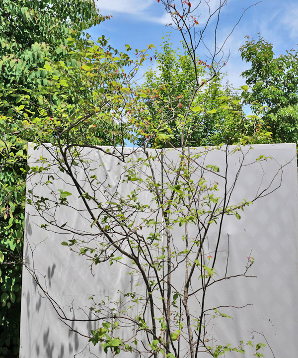 楽天市場】【不在置きOK限定販売価格】ナツハゼ（山採りもの）2.7m程度