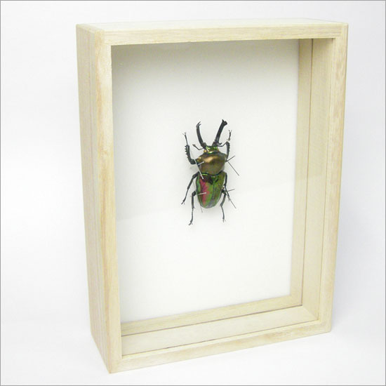 楽天市場】昆虫標本 ニジイロクワガタ 桐箱20.5×15.5cm : ソプラノ