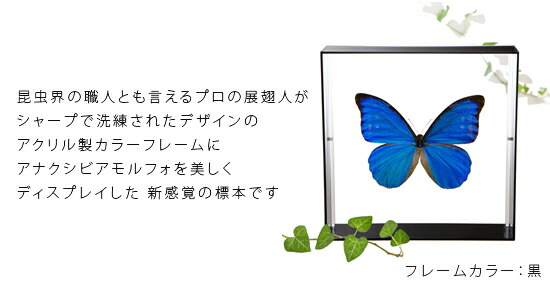 楽天市場】昆虫標本 蝶の標本 アナクシビアモルフォ アクリルフレーム