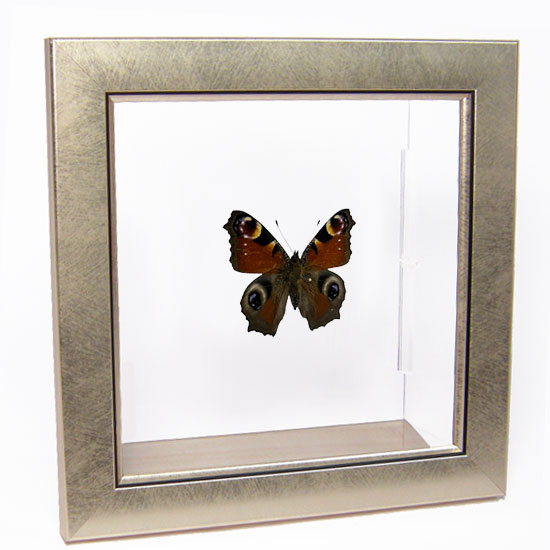 楽天市場】昆虫標本 蝶の標本 クジャクチョウ メタリック調ライト