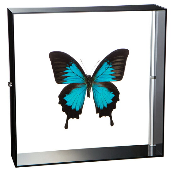楽天市場】昆虫標本 蝶の標本 オオルリアゲハ アクリルフレーム 20cm角