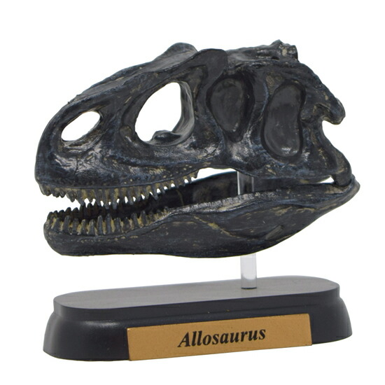 楽天市場】フェバリット 恐竜頭骨フィギュアミニモデル アロサウルス