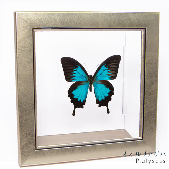 楽天市場】昆虫標本 蝶の標本 オオルリアゲハ メタリック調ライト