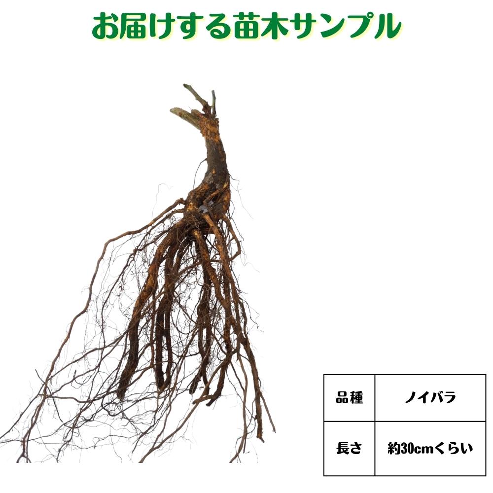 バラ台木専用出品 冬季限定 自家製の台木｜バラ苗の通販の篠宮バラ園