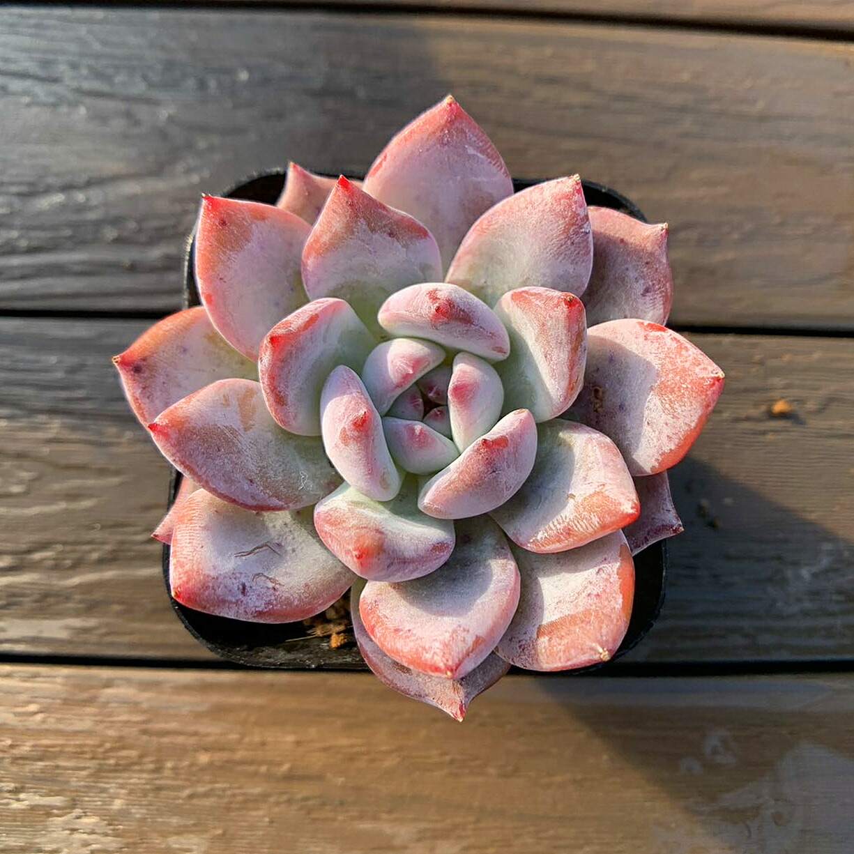 楽天市場】農園直売 多肉植物 寄せ植え エケベリア属 モンローx