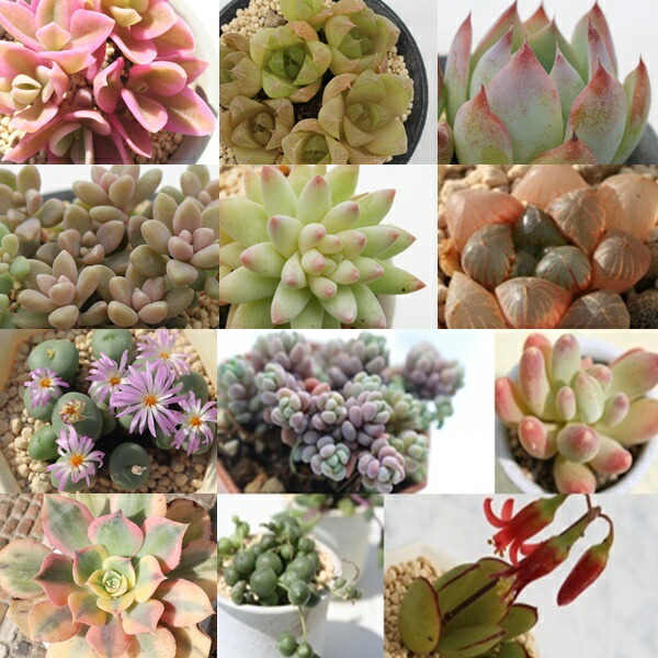 楽天市場】2026 多肉植物 5万円 福袋 90種 多肉植物 送料無料