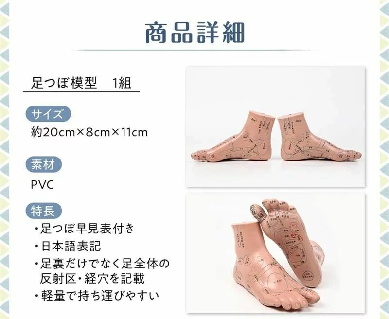 楽天市場】足つぼ 模型 【足つぼマッサージ 体系的に覚える】練習 図解